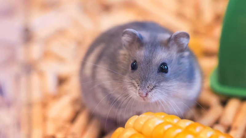 Miks valida Pribet Kasiino teiste seas? Tõendid ja arvustused in EE